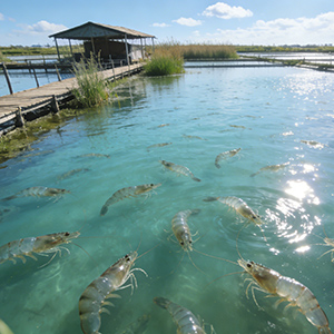 Aquatic Feed